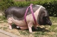 重达350斤的宠物猪震惊主人：承诺的三四十斤成往事