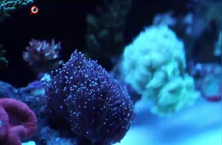 热带珊瑚繁衍奇迹，如皋小镇揭秘“海底世界”