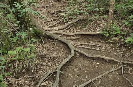 浙江徒步爱好者在安徽山区遭雷击意外，伤者回忆直挺挺倒地经历