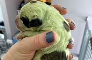 加拿大惊现罕见绿毛狗，科学揭秘其与人类淤青相似性！