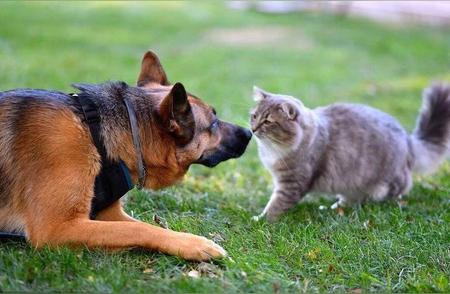 宠物争斗：猫与狗的较量，胜利者会是谁？