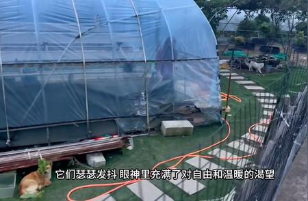 探索长乐市金峰镇：我们的基地和萌宠狗狗