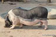 杭州女子养宠物猪，一年体重惊人增至200斤！