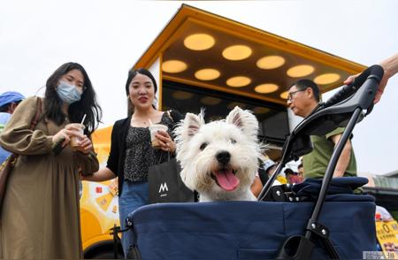 中国宠物家庭数量即将破亿，如何推动宠物经济高质量发展？