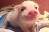 宠物猪品种大全：了解各种可爱小猪
