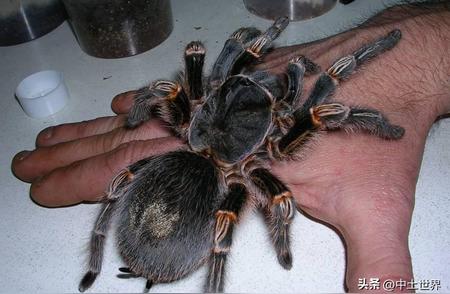 28张奇特动物照片：宠物毛腿蜘蛛，乌龟紧咬狗爪子