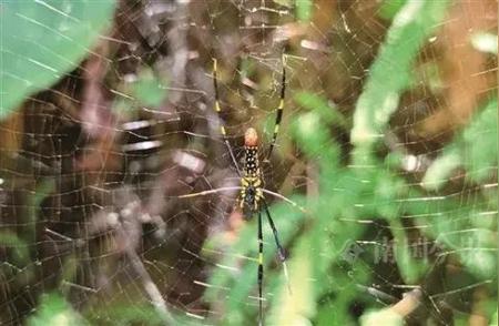 广西某公园发现美丽蜘蛛，有人将其带回家作为宠物？官方最新回应