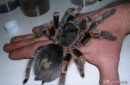 28张令人瞠目结舌的动物照片：宠物毛腿蜘蛛和乌龟咬狗爪的奇特场景