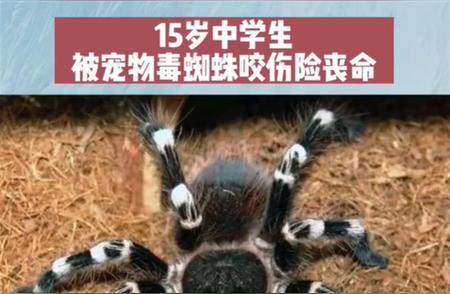 15岁少年遭宠物毒蜘蛛攻击，生命垂危