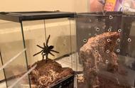 美国女子喂食宠物毒蜘蛛，险些遭遇攻击