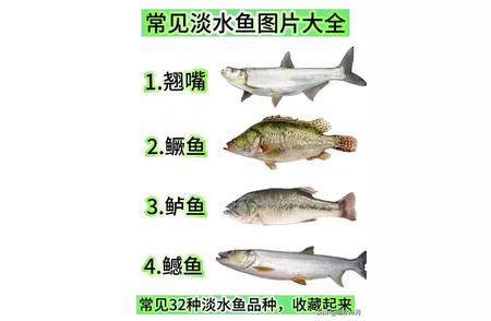 钓鱼爱好者必备：中国淡水鱼图鉴大全