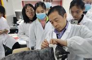 中医守护宠物健康：这所医院如何用针灸和把脉照顾猫狗？
