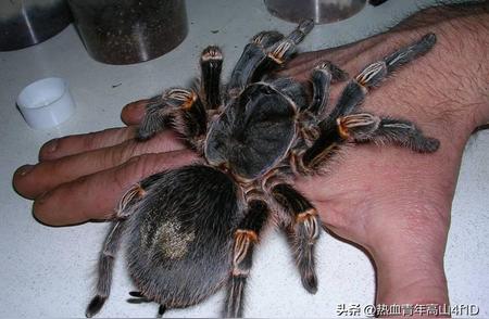 28张奇异动物照片集：宠物毛腿蜘蛛与狗爪乌龟的奇遇