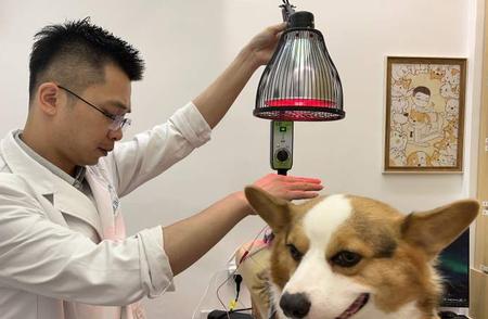 杭州宠物诊所推出针灸疗法，山东主人驾车千里寻医