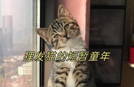 我的“眼睛”见证：猫咪的成长之旅