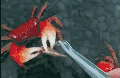 网友热议：买螃蟹作伴上班，养得好观察，不好还能炸来吃
