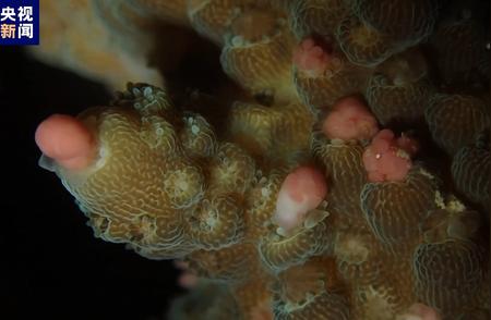 珊瑚产卵：大自然的奇妙现象