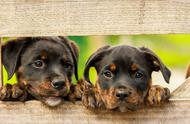 三个月至半岁狗狗的饲养指南：如何帮助它们适应新家庭