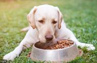 如何正确喂养狗狗：每日喂食次数及注意事项
