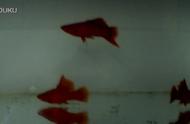 探索高鳍红箭鱼的魅力：三个月的成长之旅