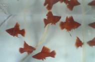 揭秘高旗红箭鱼繁殖比例：母多公少现象解析