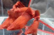 揭秘高鳍红箭菊花帆：热带鱼的魅力与独特之处