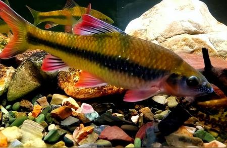 揭秘四川山溪中的五彩神鱼，让你一睹水中彩虹之美！