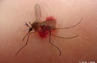 如何防止蚊子叮咬：专家教你如何远离蚊子的困扰