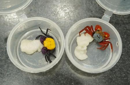 揭秘海关截获的90只吸血鬼蟹：6种珍稀生物背后的故事