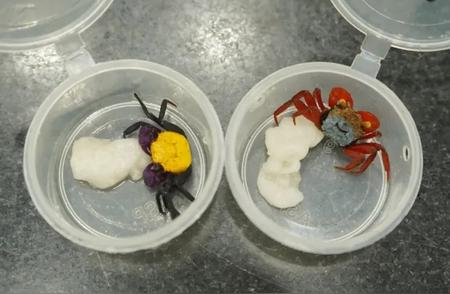 揭秘拱北海关截获的90只活体蟹：品种多样，色彩绚烂