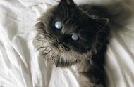 来自地狱的猫咪：混血小灰猫因基因缺陷而失明，却意外成为网红