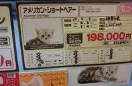 揭秘日本百年宠物店：宠物领域的创业灵感