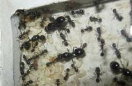 揭秘洋蚂蚁：为何成为宠物界的“黑马”？