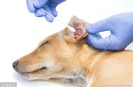 全面解析：如何正确护理宠物耳朵