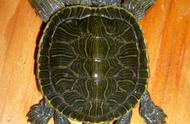 揭秘四个头的巴西龟：哪个头掌控一切？