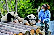 揭秘秦岭大熊猫铲屎官的日常：一场与萌宠的亲密接触