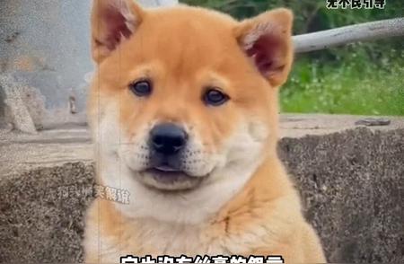 深度解析：中华田园犬为何被唤作“土狗”