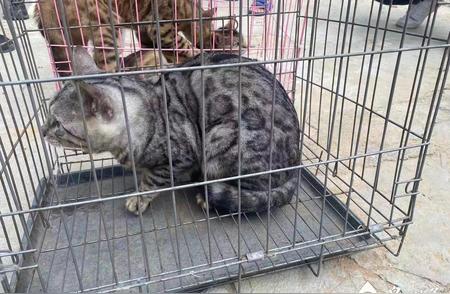 豹猫非普通猫：石狮男子因非法售卖被捕