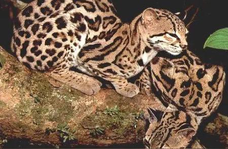 揭秘南美洲雨林中的神秘生物——小豹虎猫