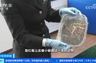 北京海关截获19只活体火蝾螈，网友质疑用途引发关注