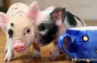 探索茶杯猪的可爱世界：它们不仅可爱，更是你的萌宠