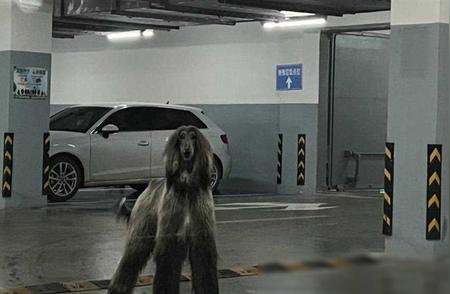 杭州车库惊现阿富汗猎犬：一家三口紧张不已