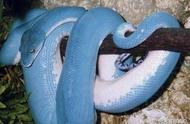 探索世界：揭秘世界上最美丽的十种蛇
