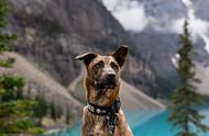 跨越海峡的爱：台湾狗狗在加拿大的新篇章
