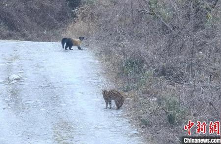 四川宝兴：罕见豹猫与黄喉貂同框，生态奇观引关注