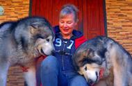 了解阿拉斯加雪橇犬：宠物、散养与拉车的多面手