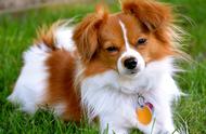 蝴蝶犬：名贵典雅的伴侣犬与玩赏犬的魅力