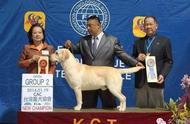 探寻中国知名犬舍，为拉布拉多犬找到最佳伴侣