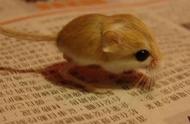 日本热门宠物鼠：侏儒跳鼠的魅力解析