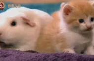 揭秘秘鲁巨型豚鼠：颠覆你对荷兰猪的认知